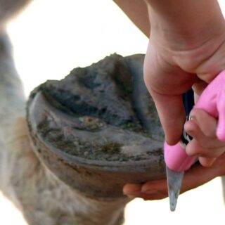 Tools Every Horse Owner Should Have