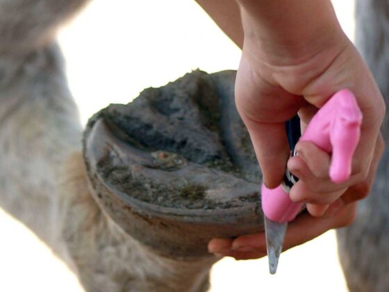 Tools Every Horse Owner Should Have