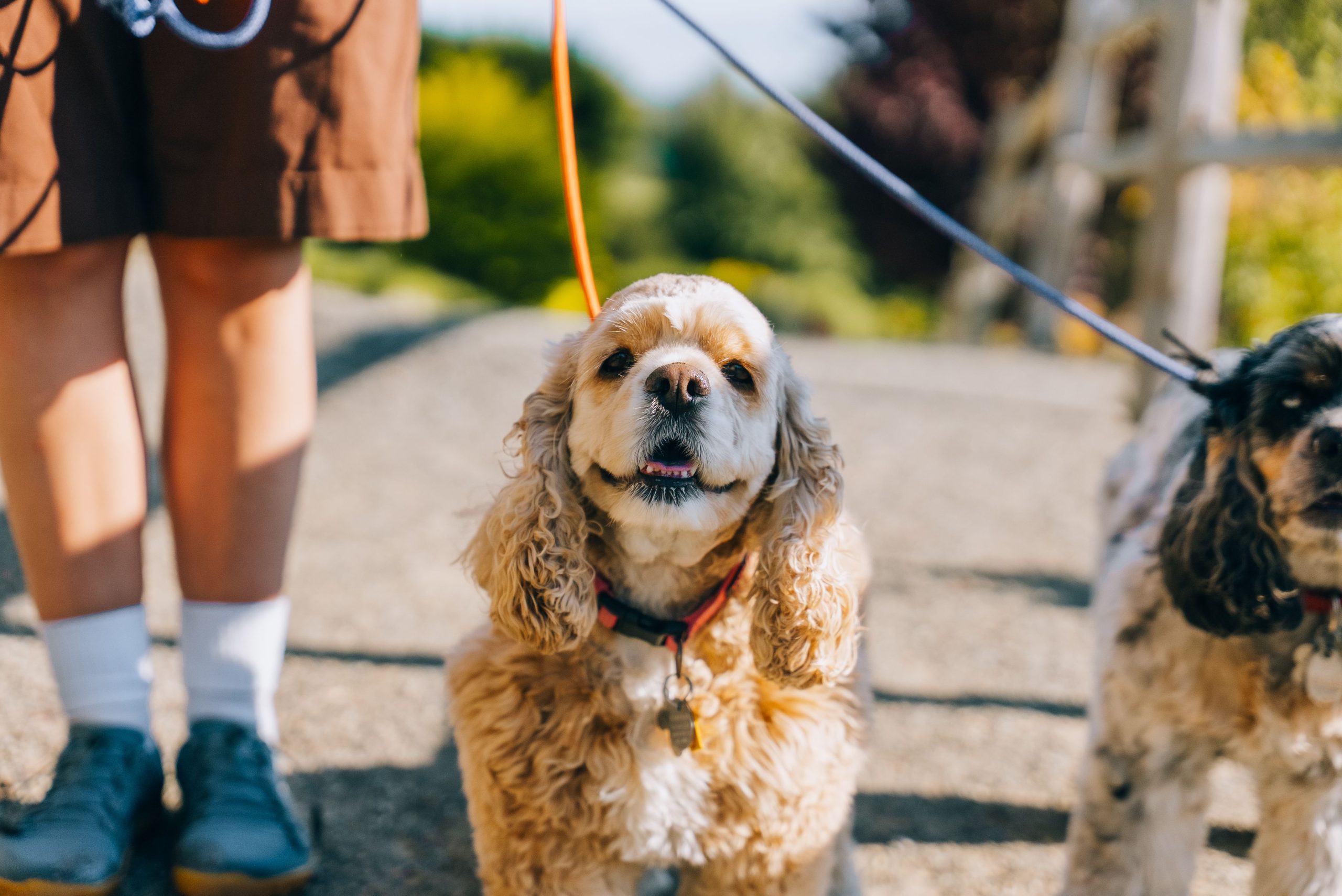 Two cocker spaniels walking on a leash with their owner in a sunny outdoor setting