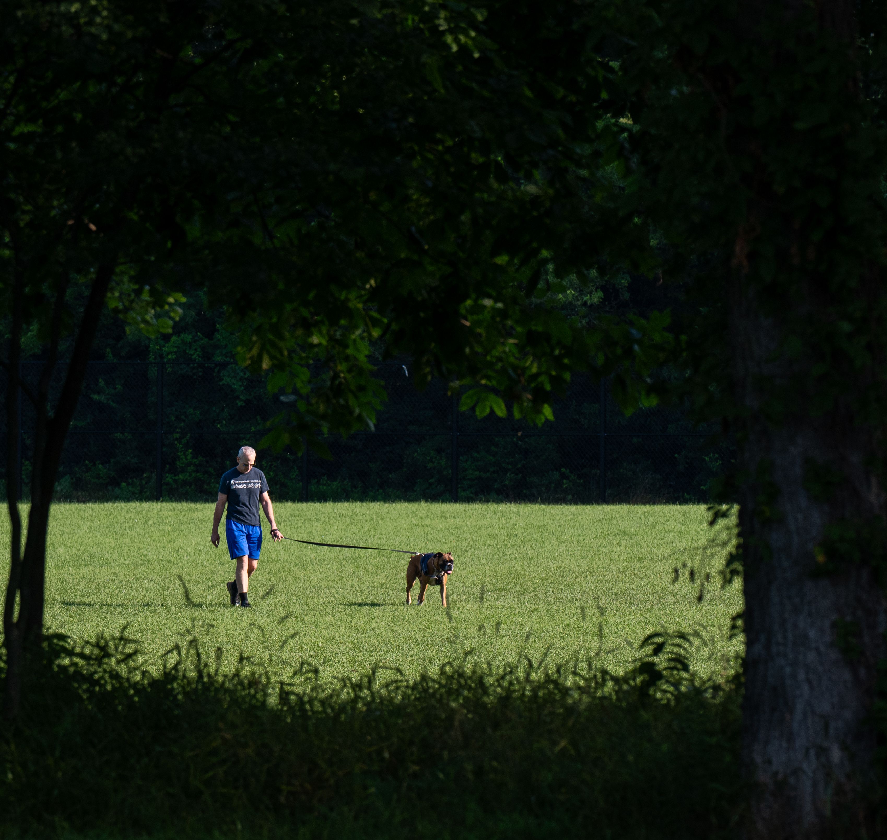 A man walks his dog on a sunny day through a lush green park