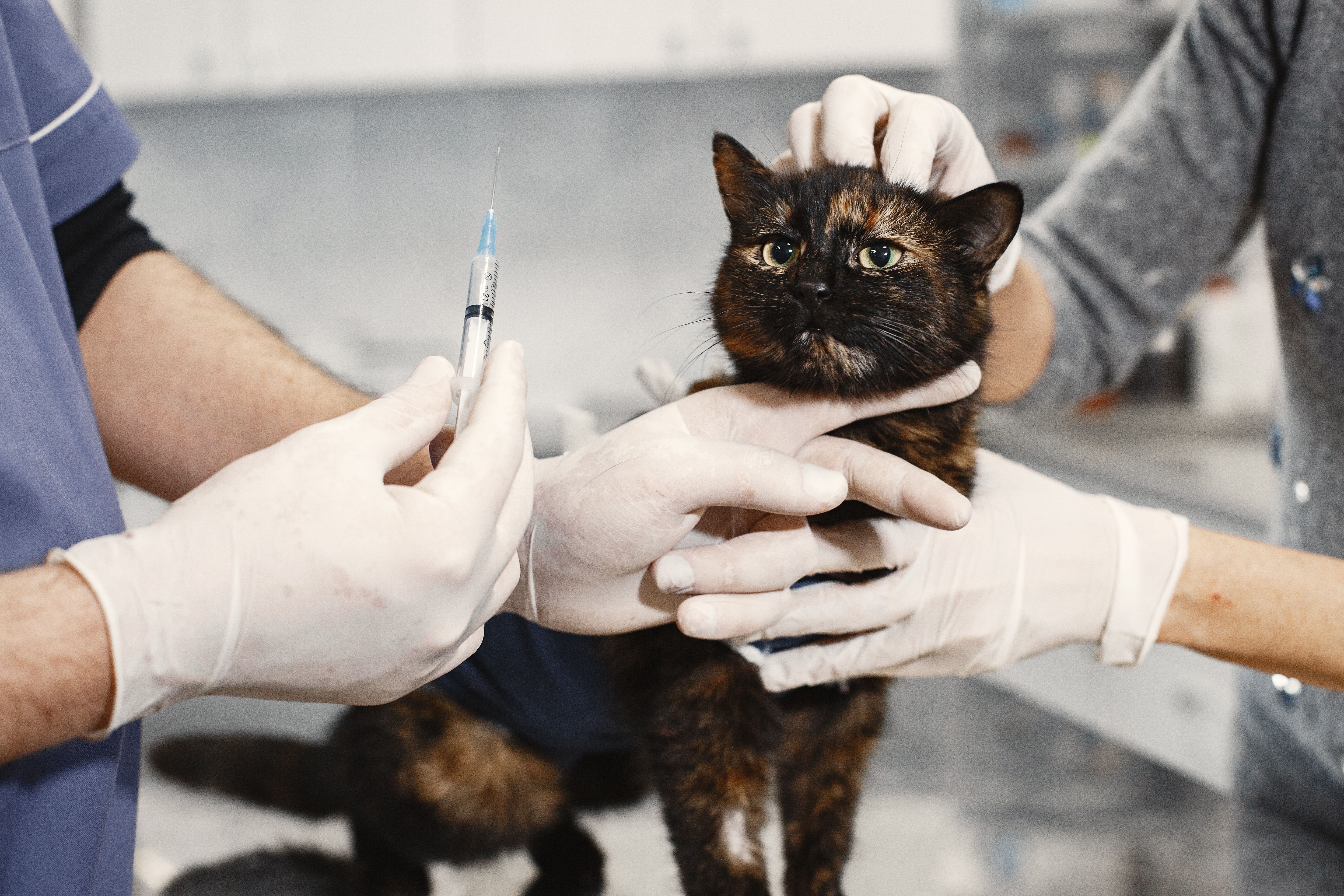A veterinarian wearing gloves giving a vaccination to a cat in a clinic