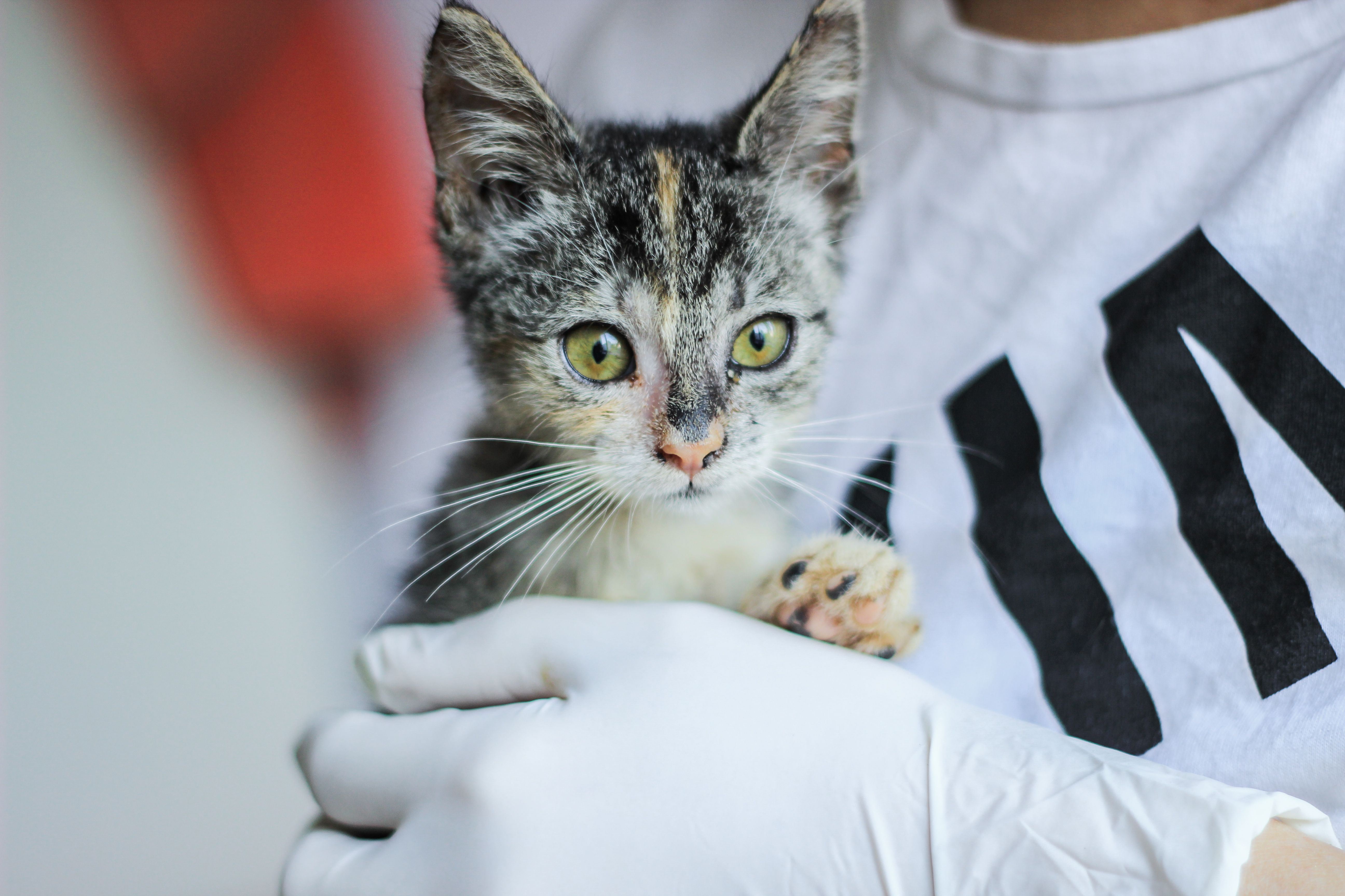 Close-up of a veterinarian holding a kitten for a health checkup